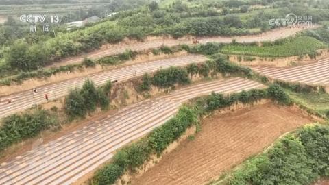 中国打破种子进口依赖:用高科技和合作推动农业发展