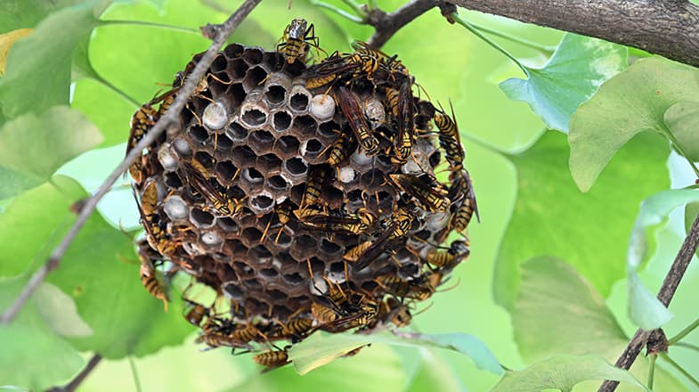 专家称 "杀人蜂" 养殖热潮背后的隐患:生态破坏与监管缺失