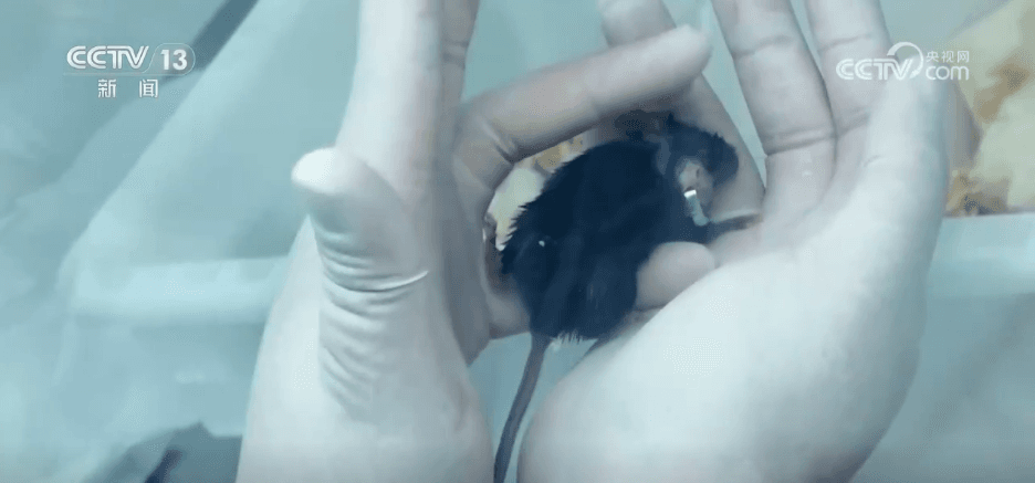 太空“出差”近月:揭秘神舟二十一号乘组在轨生活