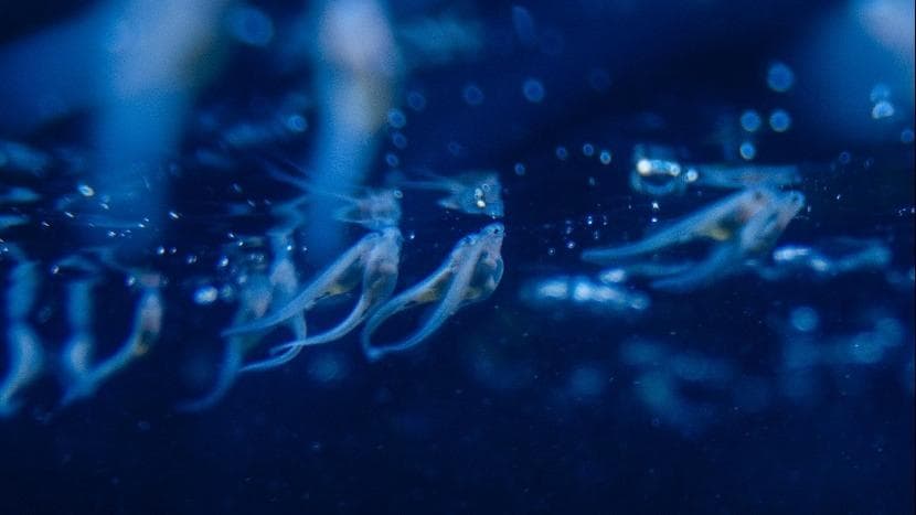 我国再创奇迹:中华鲟子三代问世,开启新时代