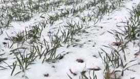 寒潮下的保卫战:中国农业的 "动" 制 "冻"