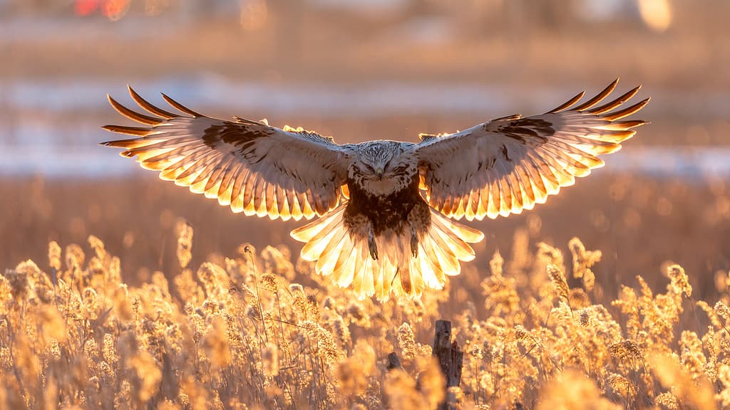 专家称大庆市区内出现的毛脚鵟,或为气候变化引起的新型迁徙模式
