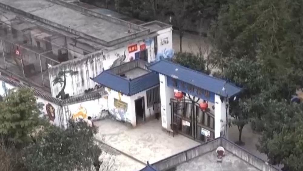 专家研究发现:袖珍动物园效应是解决城市拥堵的新出路