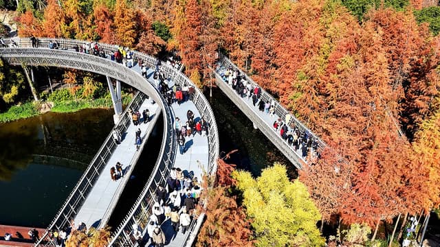 福州水杉林红色"新装":旅游业创新还是环境异化?