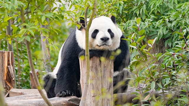 专家分析:大熊猫冬日悠闲生活揭示其高效能耗模式