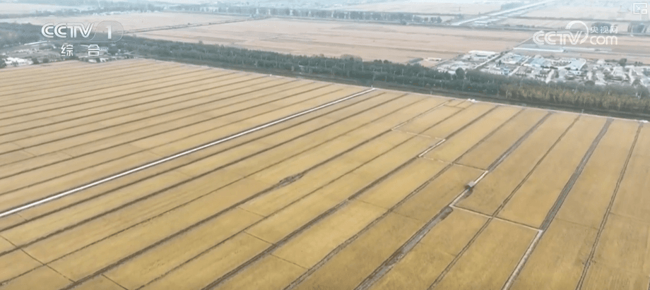 机械化助力秋粮歇后语:各地抢收比赛拉开帷幕