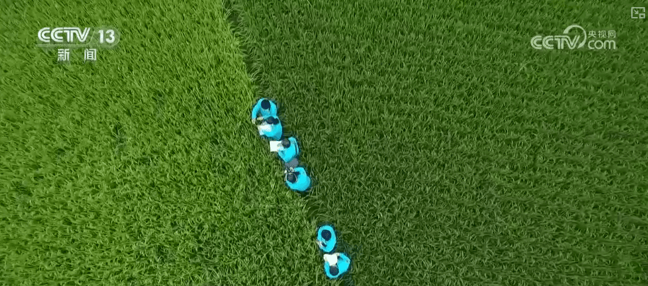 揭秘中国种业振兴行动背后的“黑科技”