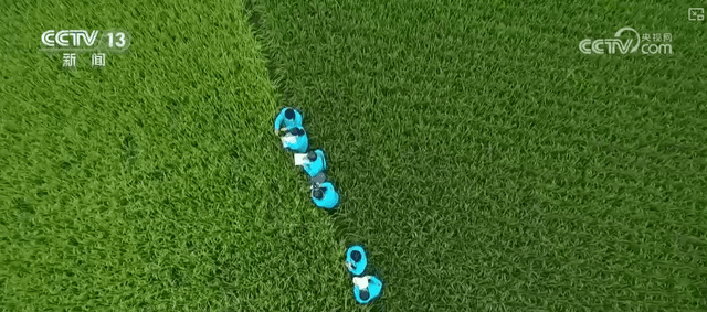 揭秘中国种业振兴行动背后的“黑科技”