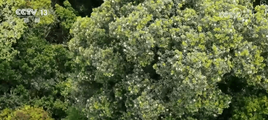 中国率先建立“植物保险柜”,让世界级珍稀植物得以永存