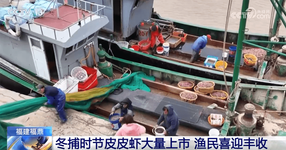 冬捕现象引发全民热议:为什么皮皮虾只有在寒冷中才能变得美味?