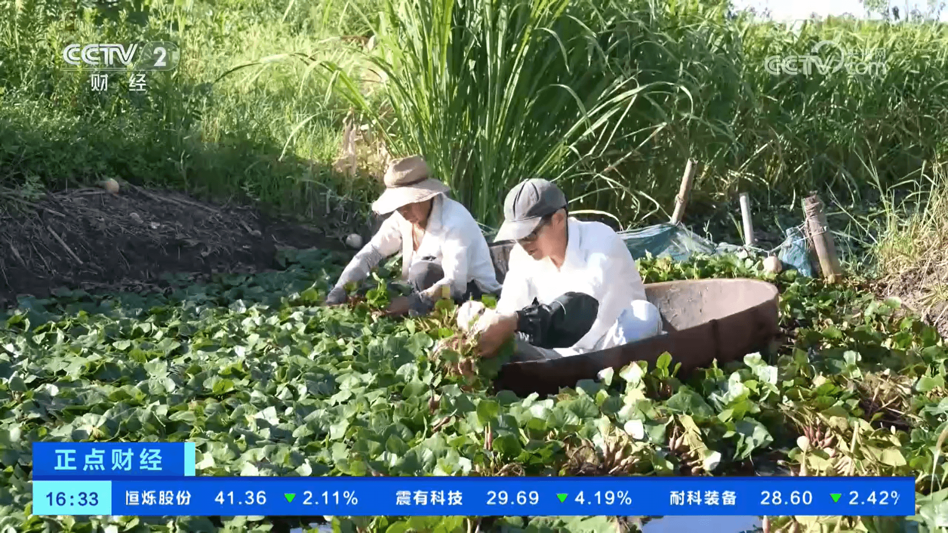 浙江地区红菱和梭子蟹齐发力:经济效益与环境可持续性的微妙平衡