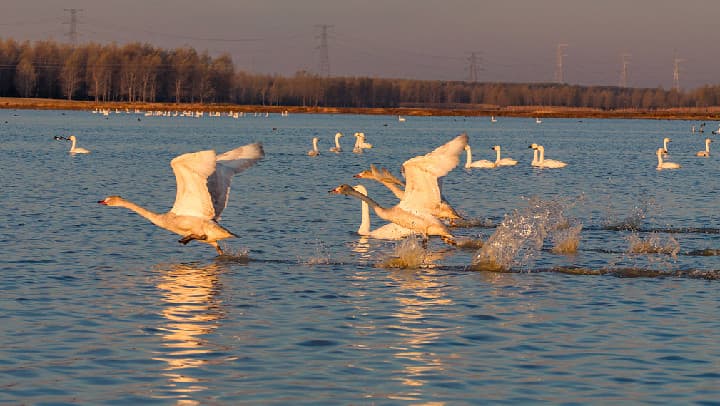 专家预测:小天鹅集结现象或对全球经济产生深远影响