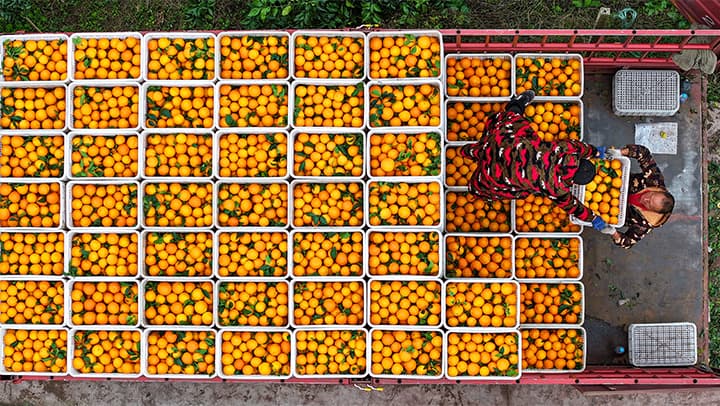 四川眉山推出'柑橘经济学': 小小爱媛撬动大产业