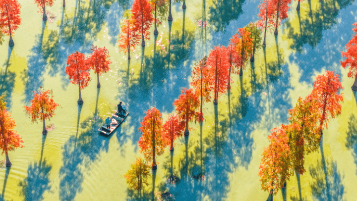 专家称:湖水与赤红水杉的视觉冲击有助于提高螃蟹的智商