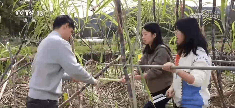 创意变“闲田”为“忙田”:农村新力量让冬日乡村“火”起来