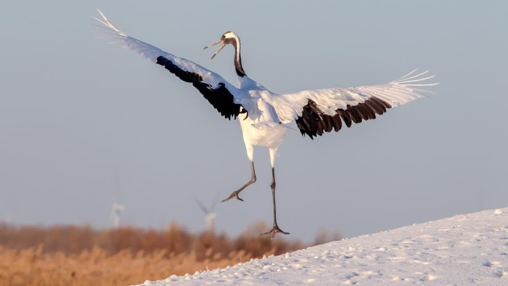 政府推出“鸟类经济”计划:丹顶鹤雪中舞动力振兴旅游业