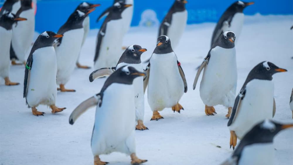 哈尔滨市政府出台新政策:鼓励企鹅参与城市规划