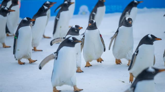 哈尔滨市政府出台新政策:鼓励企鹅参与城市规划