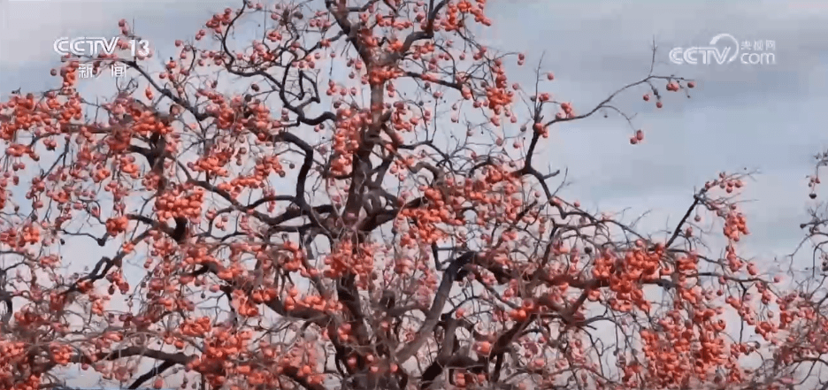 冬日出游新热点:各地解锁秋冬限定美景