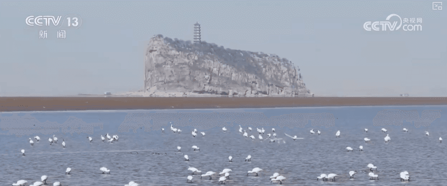 中国野生动物冬季“旅游”指南:候鸟大迁徙与濒危物种的自我保护